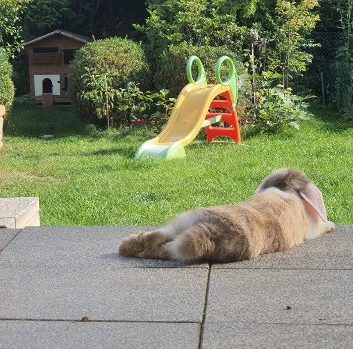 bunny